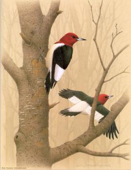 威廉 齊默曼 Red headed Woodpecker